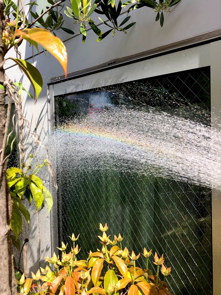kumotokaze's tweet photo. 散水とちいさな #虹 🌈 https://t.co/JgA26RaTkW