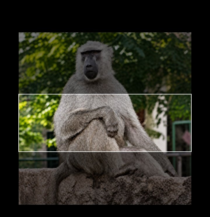 Baboon (@baboonincrisis) / Posts / X