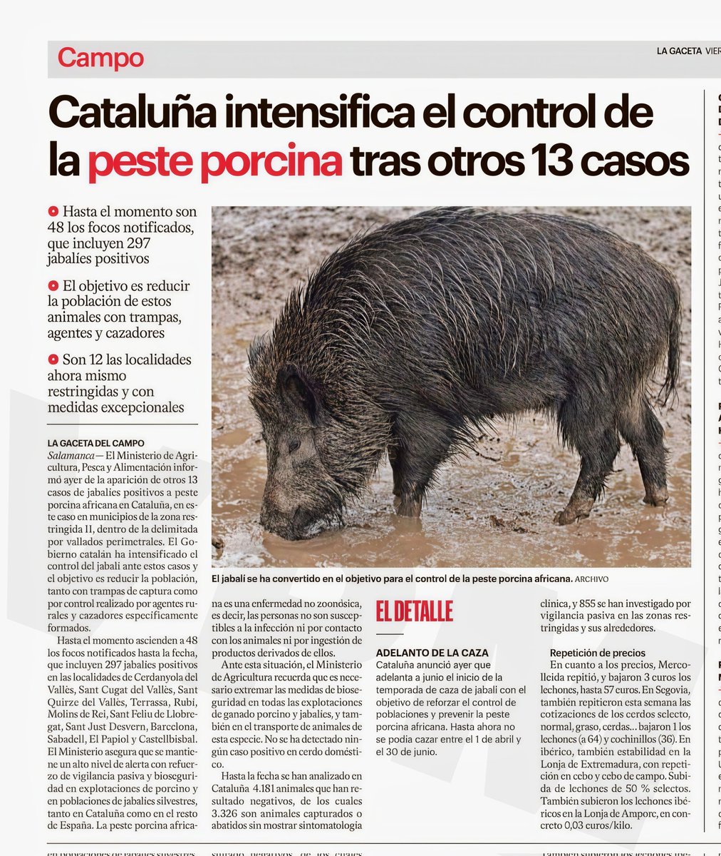 🇪🇸🐗🦌🐂🇪🇸 tweet media
