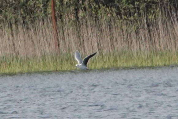 steverosser4's tweet photo. A little gull was unexpected at Kenfig yesterday afternoon. Always very distant so I only managed a single heavily cropped image that was any use. https://t.co/W1Zh2BDcxx