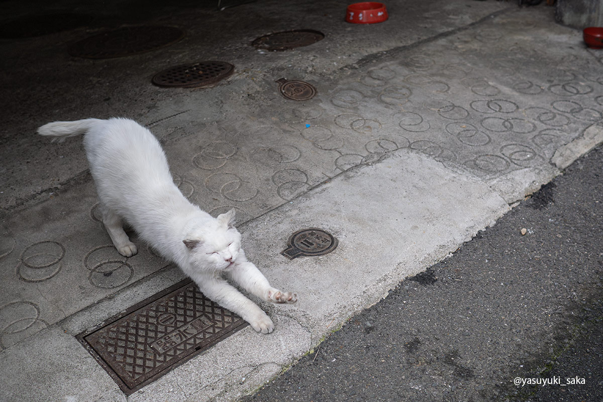 yasuyuki_saka's tweet image. ねこ。 #猫 #ねこ #cat #猫写真