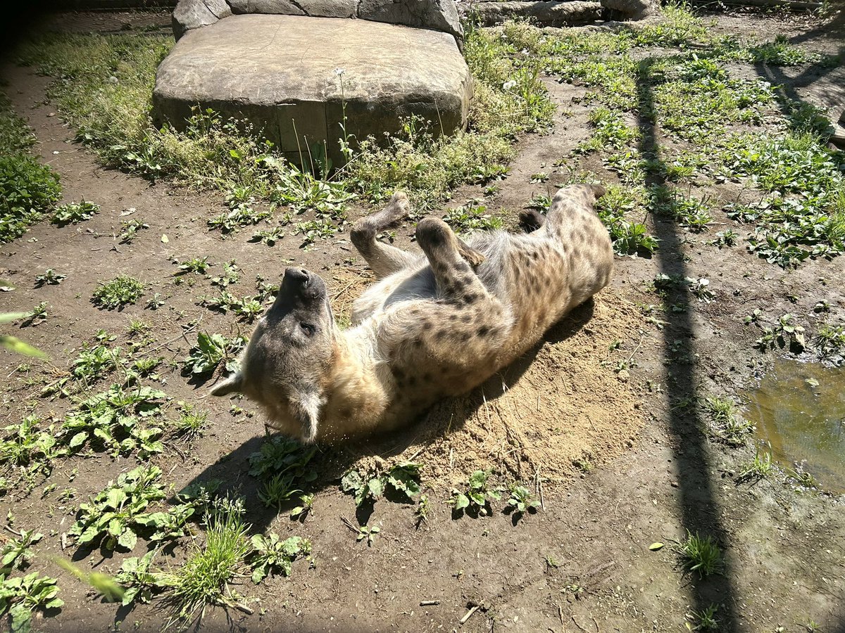 千葉市動物公園【公式】 tweet media