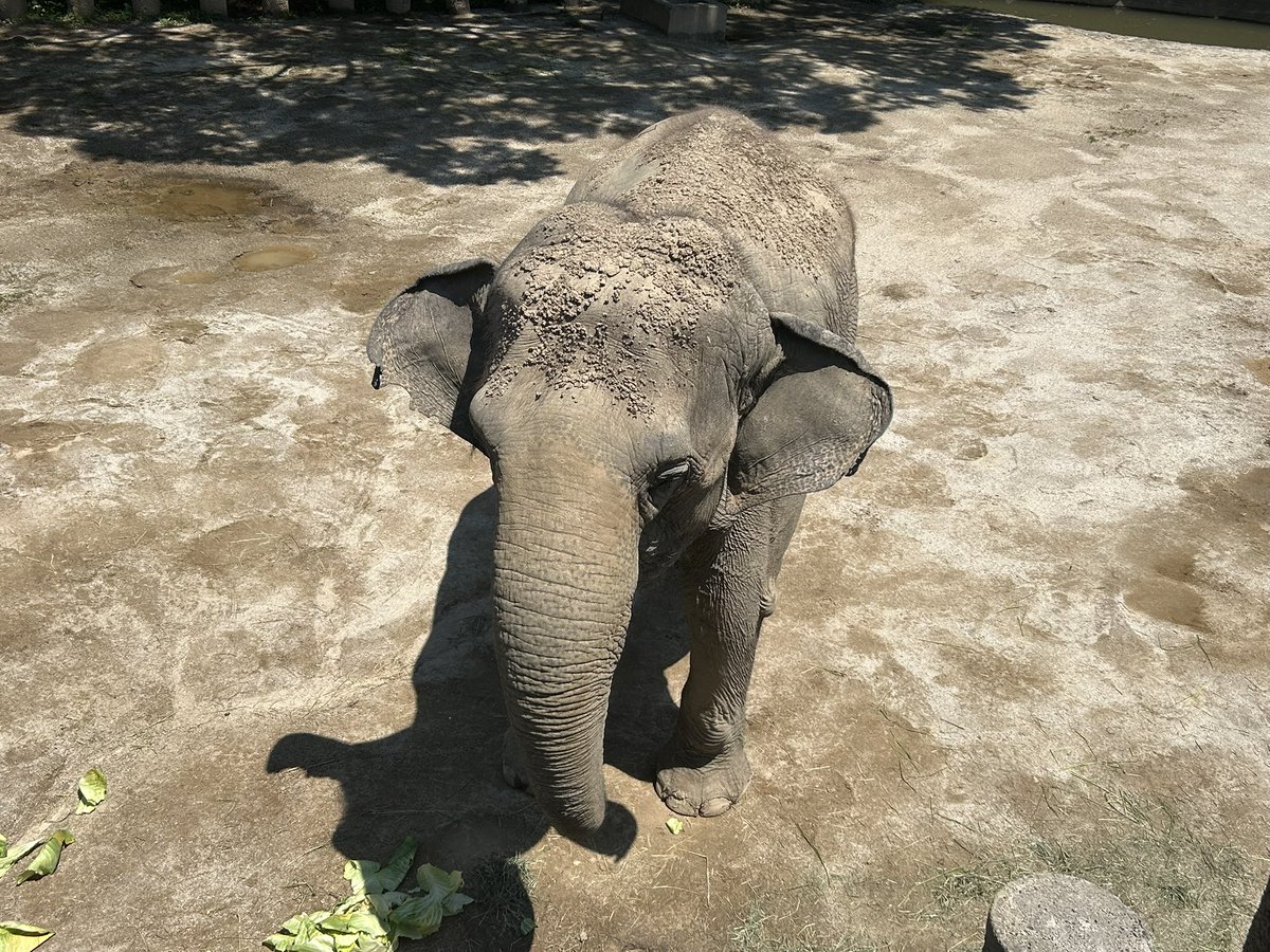 千葉市動物公園【公式】 tweet media