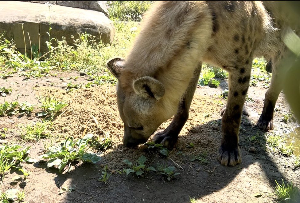 千葉市動物公園【公式】 tweet media