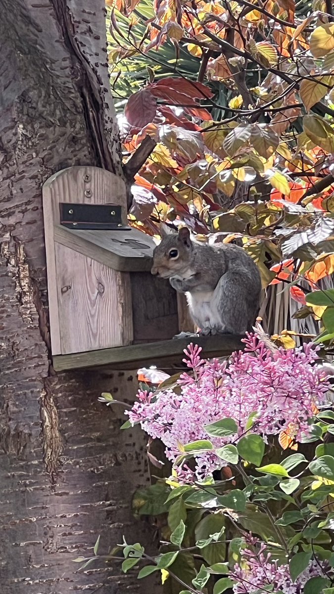 Millie 😸 📚 💚 🦔 tweet media