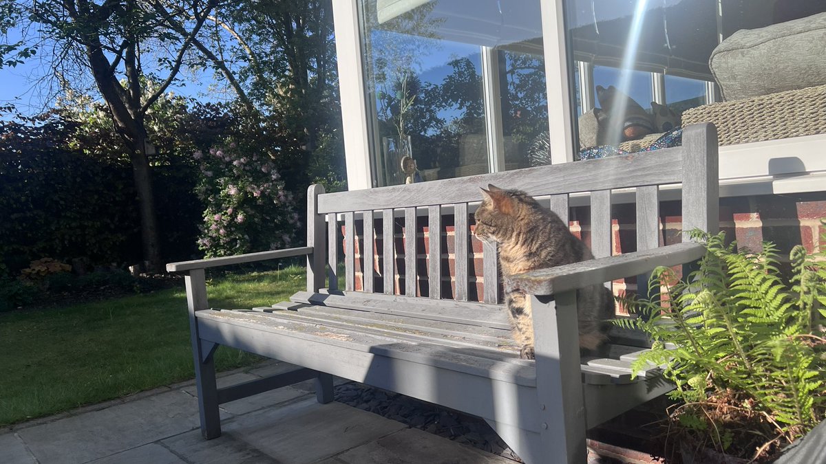 Millie 😸 📚 💚 🦔 tweet media