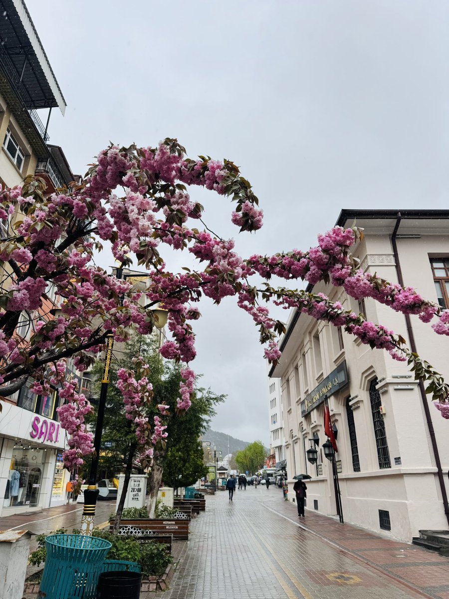 Sevgi Yolu🌸