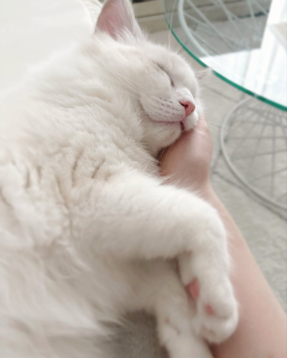 も🐱🐱 tweet media