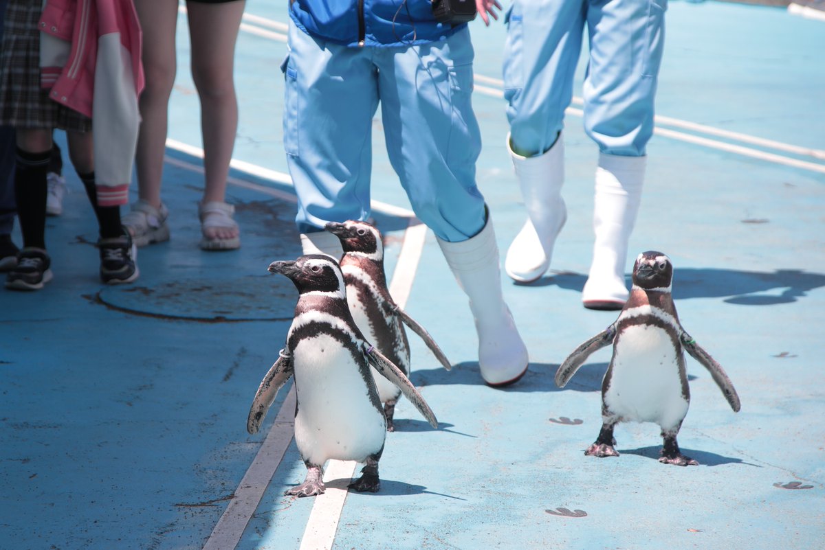 のとじま水族館（公式） tweet media