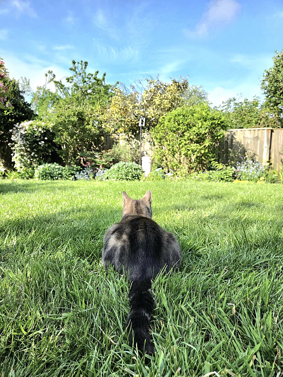 JessFudge20's tweet image. Ah-ha: You thinks I'm on #hedgewatch but I'm really watching them birdies on Dadmins birdfeeder cam &amp;amp; wondering how to get up there to see if they fancy purrlaying with me? 😺🐾❤️ #Caturday #Peanut #CatsOfTwitter #CatsOfX