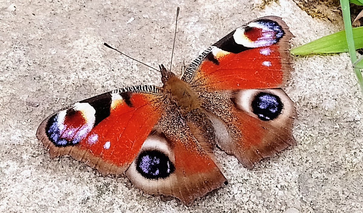 s4r4h_l's tweet image. Saturday 2 May    
Today's #DailyPictureTheme is  'Contributors Choice: Style'
My favourite style of butterfly, a peacock looking radiant yesterday
Tomorrow’s theme will be 'Bark'

#DailyPictureTheme  Contributors Choice #Style