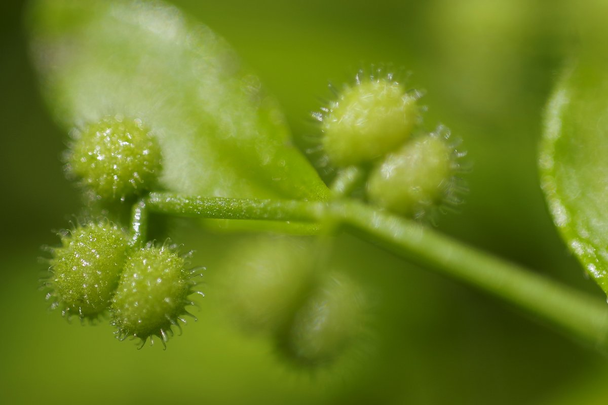 toshiyuki555's tweet image. 玉々繁茂
Balls in Full Flourish
#Flickr &amp;gt; flic.kr/p/2saHmkR

#PENTAX K-1 Mark II
#RICOH HD PENTAX-DFA MACRO 1:2.8 100mm ED AW

#PHOTO #DP260502
#植物 #植物の写真 #植物マクロ
#エノコログサ