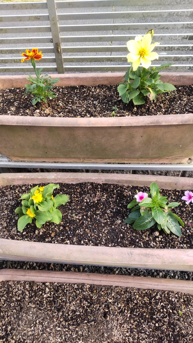 mojachance's tweet photo. 花壇のお花植え替えました✨
気分もリフレッシュ💖 https://t.co/5fgvFvuTFk