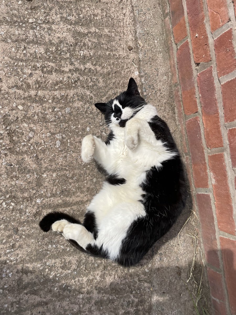 SJackaman's tweet image. Happy #caturday from farm cat Max the Menace sunning himself this week, trust me when I say this isn’t a fluffy belly you’d want to scratch with those sharp claws! 🐾 #adoptdontshop #farmlife #CatsLovers