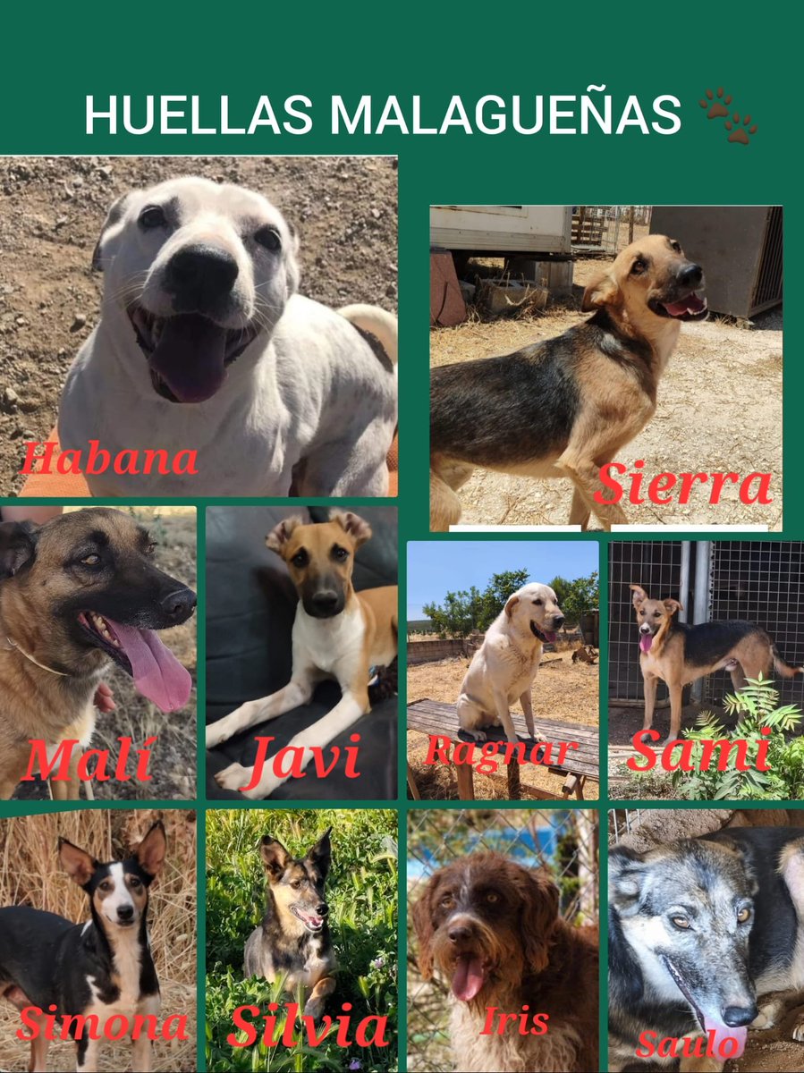HUELLAS MALAGUEÑAS🐶🐺 tweet media