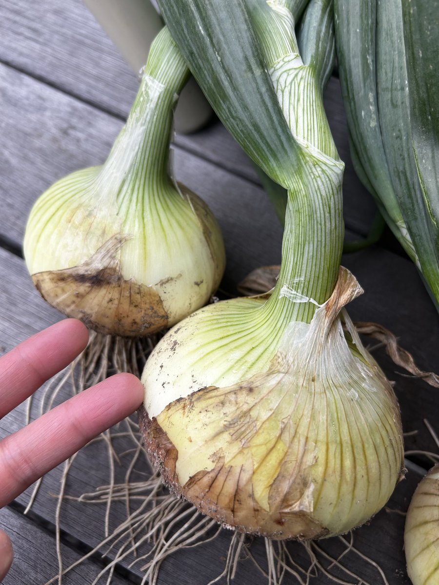 立派な新玉ができてきました🧅
葉っぱもおいしい！

この前10本買ったのに植えたら９本しかなかった鳴門金時の苗、10本あったのは確認してたのでどこかへ落としたと探しまわるも見つからず…帰宅。

今日🧅見に行った時に10本植っててびっくりしてたら、畑の先生が 落ちてたから植えといたで🧑‍🌾

感謝‼️