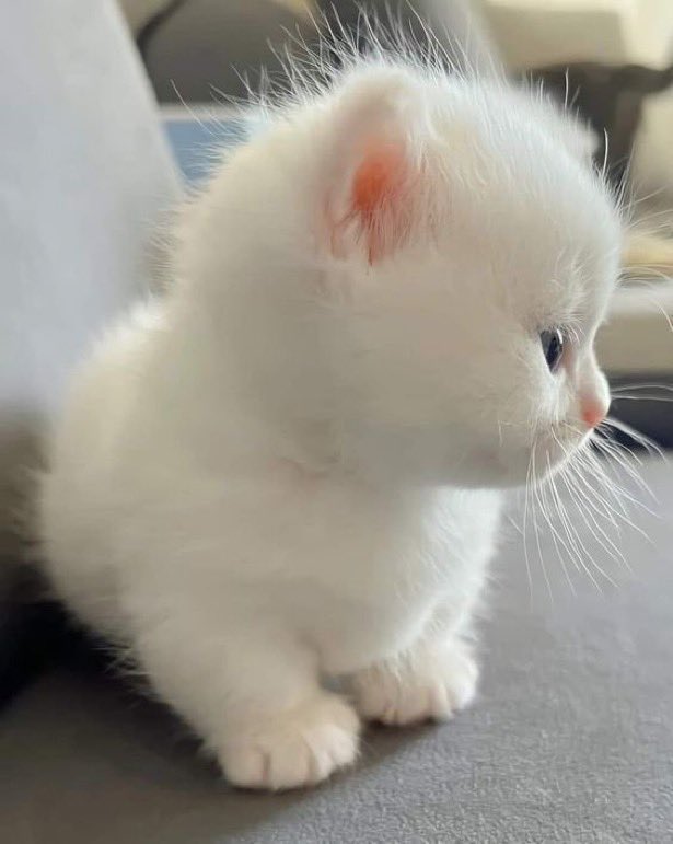 癒される動物 tweet media