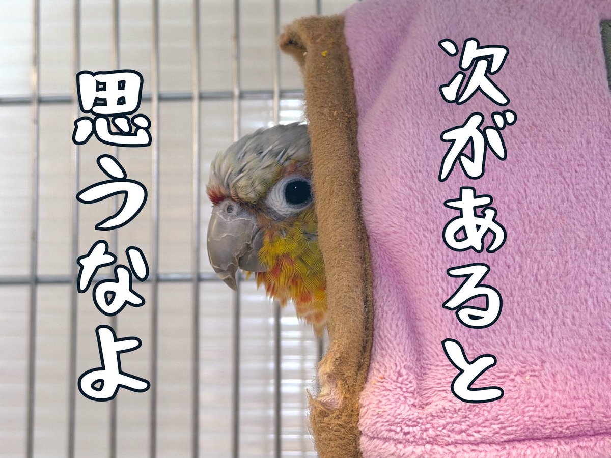 いじけてない‼️
オレは同意してなかった‼️(爪切り)

#ウロコインコ