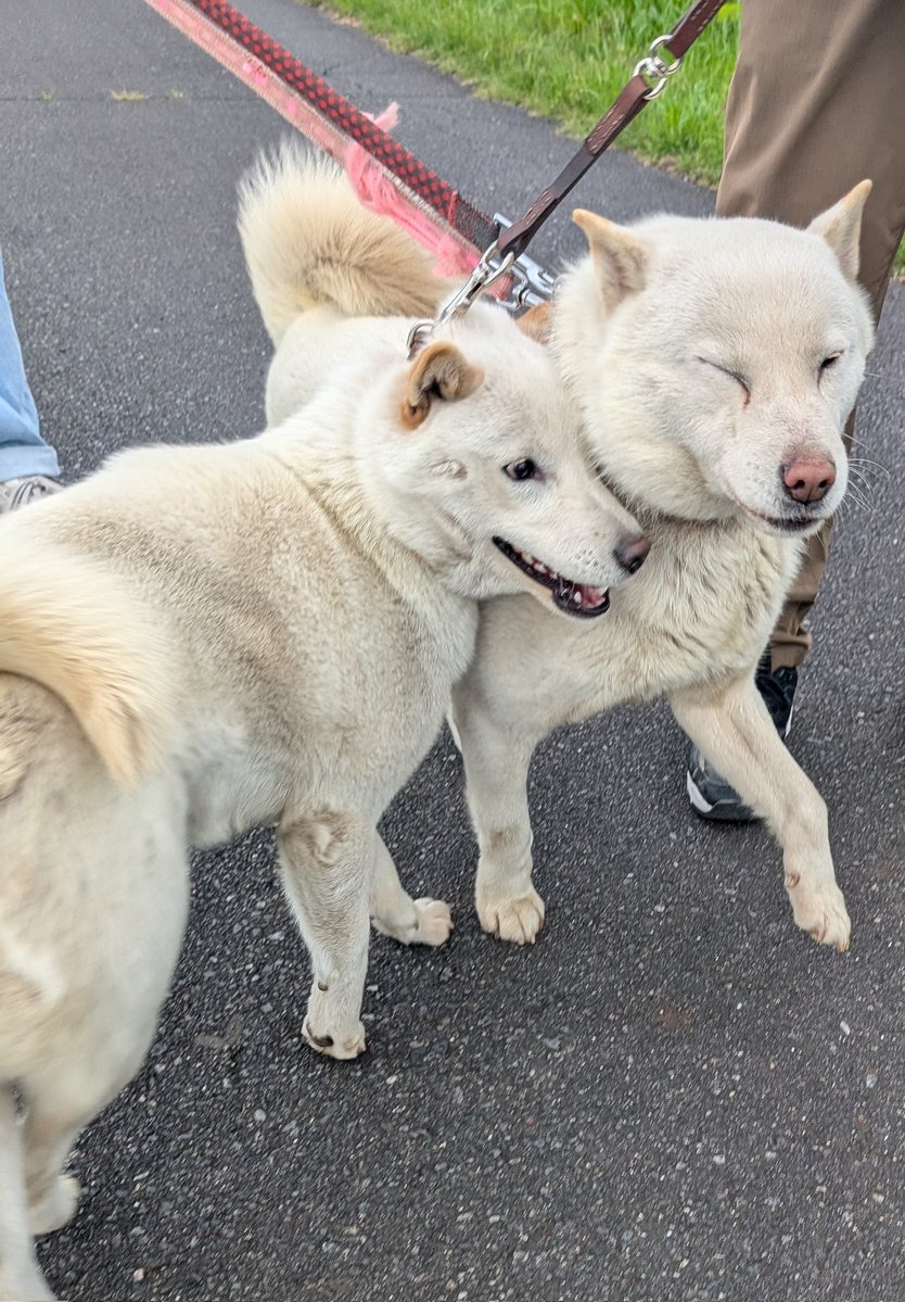 パパにドーーーン🐻‍❄️🐻‍❄️ #北海道犬