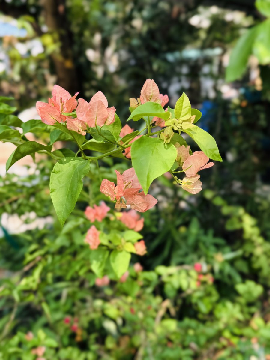 riyativeblock's tweet photo. @jjmmli My bougainvillea 💖 https://t.co/ur7ZFKGRpg