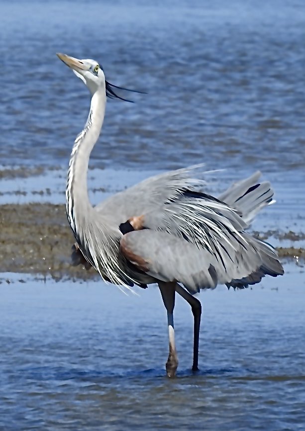 mcguire_marline's tweet image. Saturday 2 May    
Today's #DailyPictureTheme is  'Contributors Choice: Style'

Reply or RT with your own photo  
Tomorrow’s theme will be 'Bark'

#DailyPictureTheme  Contributors Choice Great Blur Heron strutting his breeding plumage in #Style