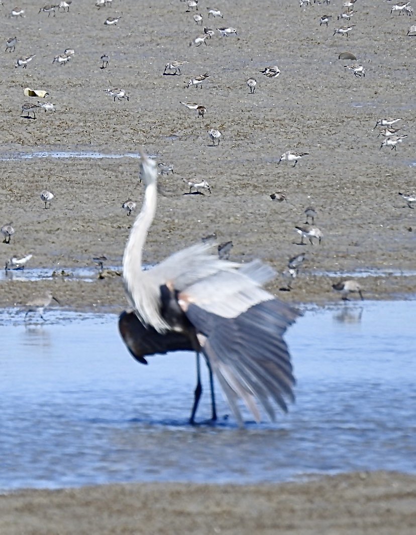 mcguire_marline's tweet image. Saturday 2 May    
Today's #DailyPictureTheme is  'Contributors Choice: Style'

Reply or RT with your own photo  
Tomorrow’s theme will be 'Bark'

#DailyPictureTheme  Contributors Choice Great Blur Heron strutting his breeding plumage in #Style