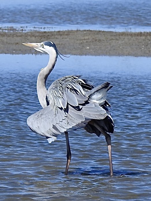 mcguire_marline's tweet image. Saturday 2 May    
Today's #DailyPictureTheme is  'Contributors Choice: Style'

Reply or RT with your own photo  
Tomorrow’s theme will be 'Bark'

#DailyPictureTheme  Contributors Choice Great Blur Heron strutting his breeding plumage in #Style