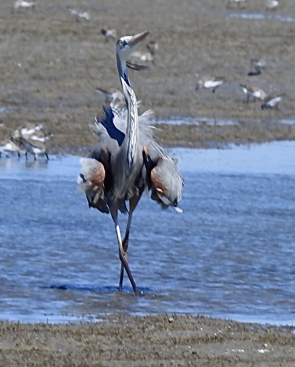 mcguire_marline's tweet image. Saturday 2 May    
Today's #DailyPictureTheme is  'Contributors Choice: Style'

Reply or RT with your own photo  
Tomorrow’s theme will be 'Bark'

#DailyPictureTheme  Contributors Choice Great Blur Heron strutting his breeding plumage in #Style