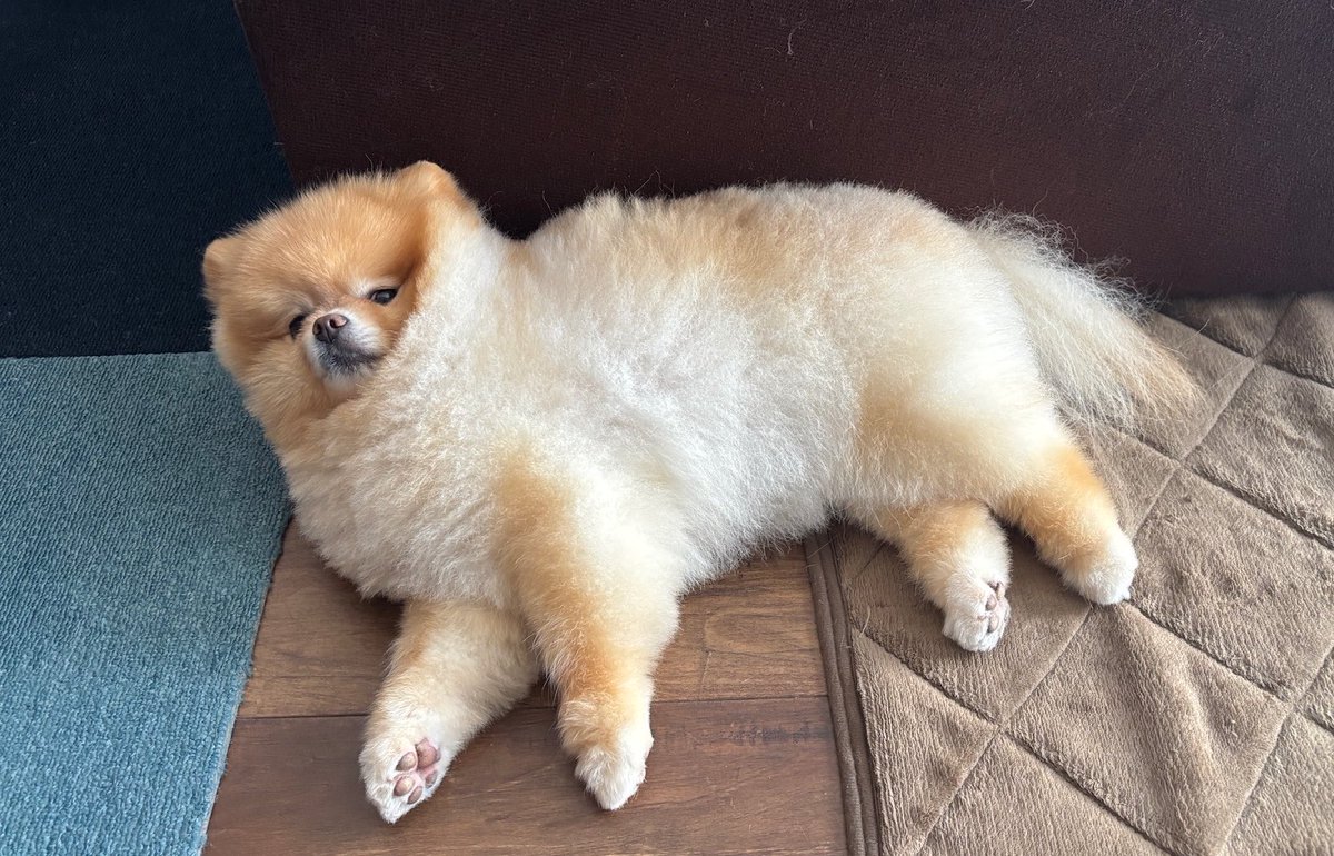 ranran20221208's tweet image. ムチムチすぎて顔が埋もれるランラン

#ポメラニアン
#pomeranian
#犬のいる暮らし