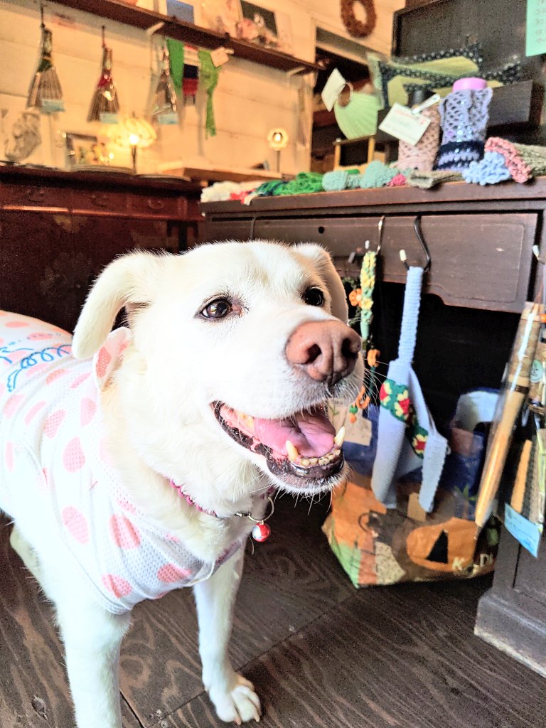 犬と歩けば＿Stone River tweet media