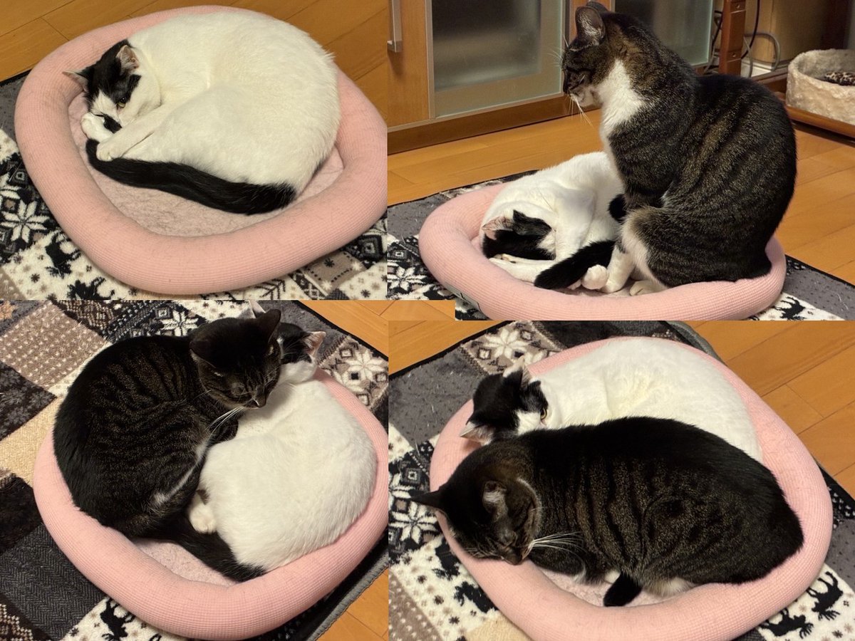 kindoupupa's tweet photo. 麦と椛の日常　The Daily Life of Mugi and Momiji https://t.co/qZGxgtqRmv 
#猫 #子猫 #保護猫 #猫のいる暮らし #catsofinstagram #cats #cute #catlovers #catphoto #catlife #animals_captures #meowmeow https://t.co/59y4rik6JA