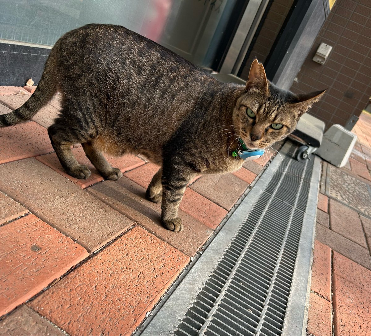 みらい🐾 tweet media