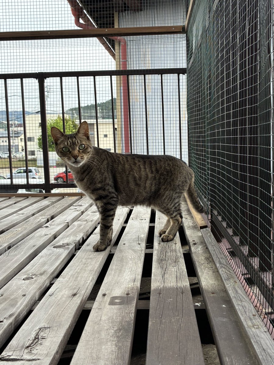 ねこのつきみ tweet media