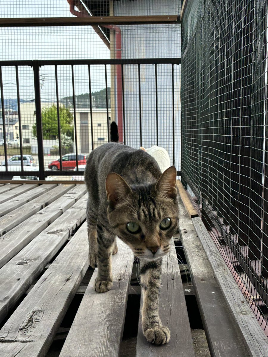 ねこのつきみ tweet media