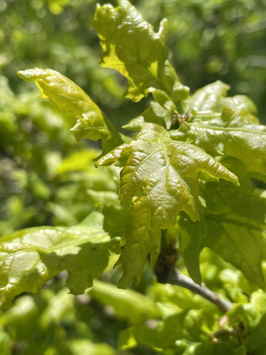 shypixie76's tweet image. Good morning ☕️ 
Spring beauty - the young fresh green unfurling oak leaves look amazing in the sunshine, I think I’m in love 🥰 Have a wonderful weekend everyone 🌿💚🌳 
#Spring #Leaves #TreeClub 
#ThePhotoHour #NaturePhotography