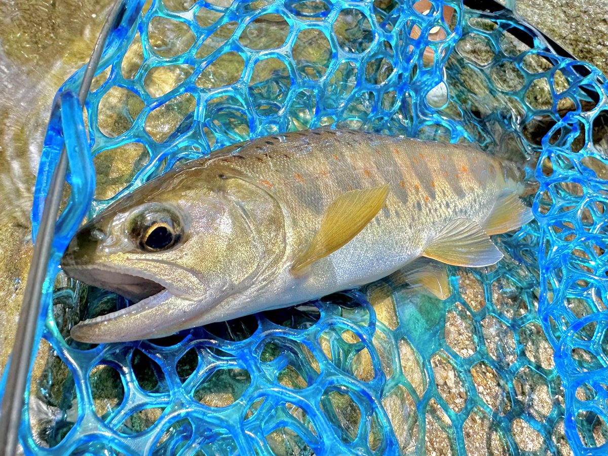 NPCOUTDOOR's tweet photo. 風強くてカヤック乗れなかったので某渓の魚影薄々最上流へブラウン狙いに🎣
何とかチビアマゴ2匹釣れた後にまさかのナイスサイズのレインボー釣れました🌈🐟
この区間でニジとアマゴ釣れたのも何年ぶりかだし雨で増水した時は何かが起こるな🤔

#渓流釣り #GW冒険野郎 https://t.co/NEdDRkA1zm