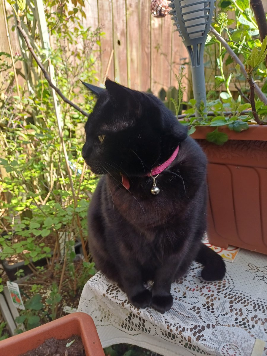 #Caturday On Patrol in the Garden..🐈‍⬛🐈‍⬛🐹🐁🕊#Caturday #Rescue #Charlie #Blackcatsneedlovetoo