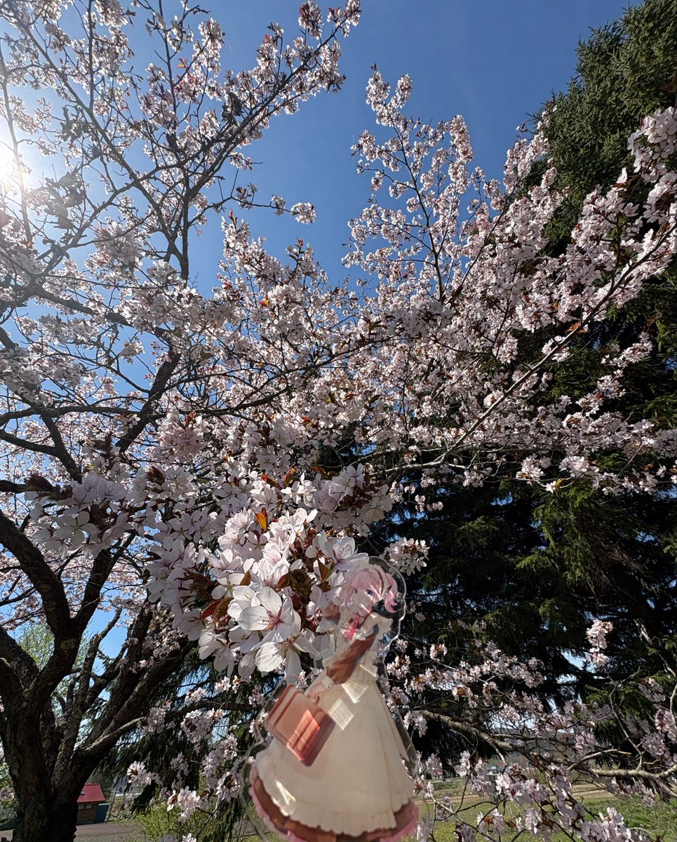 ﾙｶｸﾝｺﾞｼｭｼﾞﾝｻﾏ tweet media