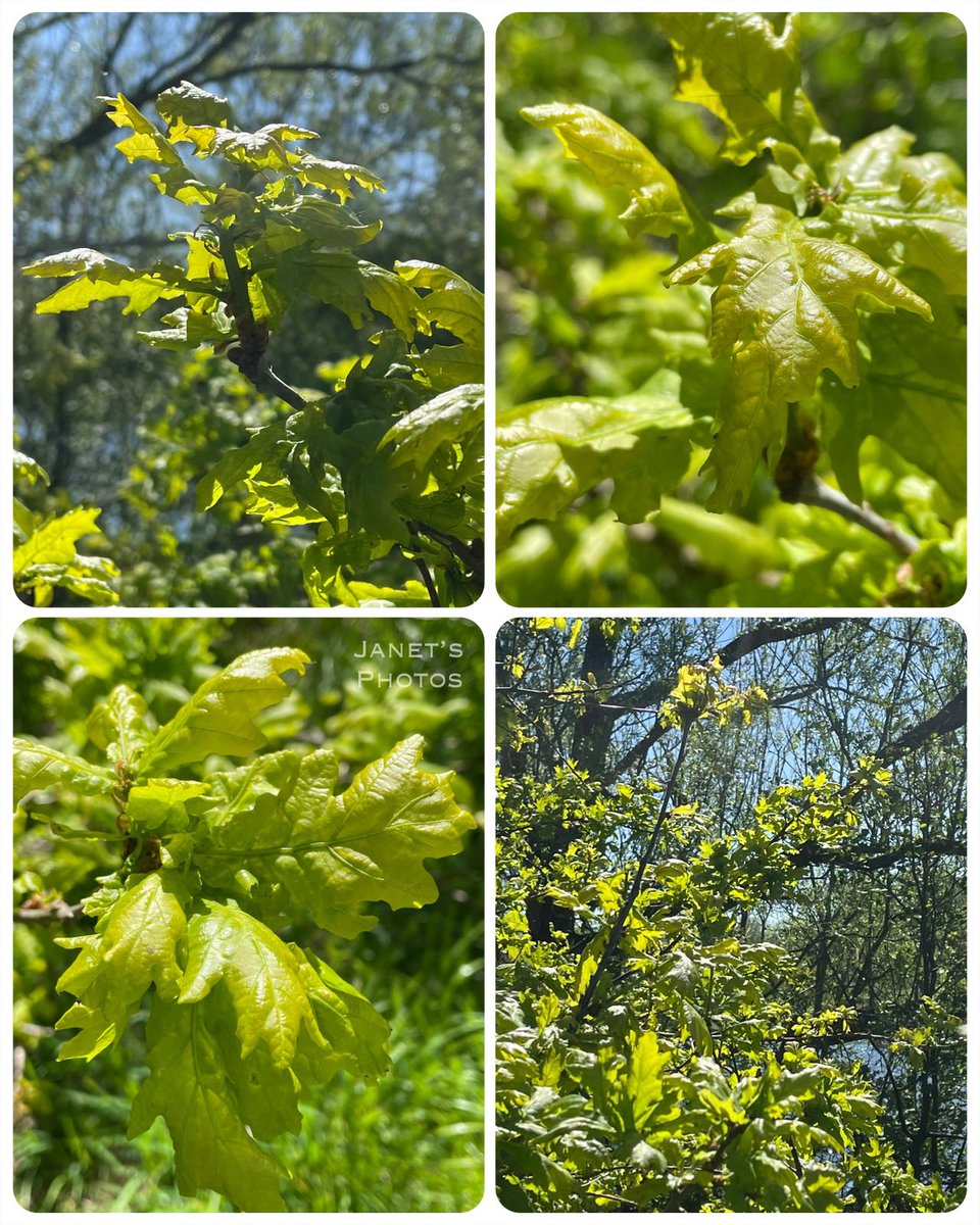 shypixie76's tweet image. Good morning ☕️ 
Spring beauty - the young fresh green unfurling oak leaves look amazing in the sunshine, I think I’m in love 🥰 Have a wonderful weekend everyone 🌿💚🌳 
#Spring #Leaves #TreeClub 
#ThePhotoHour #NaturePhotography