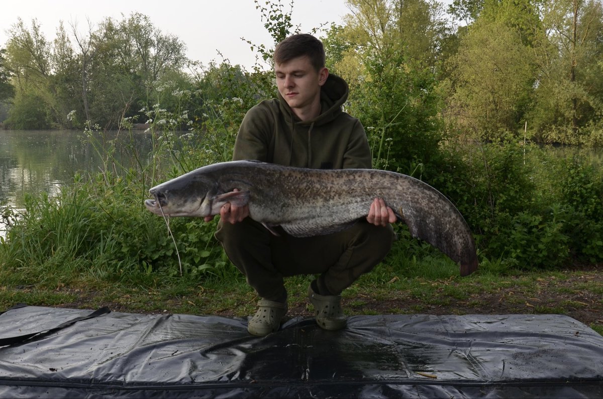 _Gittosss's tweet image. Some liners throughout the night but a early start over Slough House Fishery this catfish weighing 23lb 2oz.

#catfish #fishing #fish #catfishing #catchandrelease #fishinglife #aquarium #bassfishing #bigfish #siluro #waller #fishtank #bass #wels #outdoors #pleco #nature #silure
