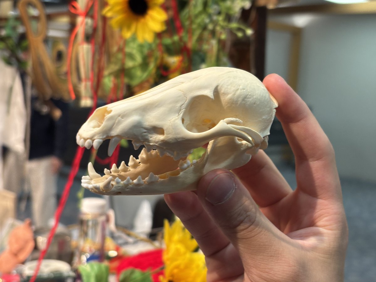 話し中　鹿の頭蓋骨 鹿の頭蓋骨 - axeswing - BOOTH