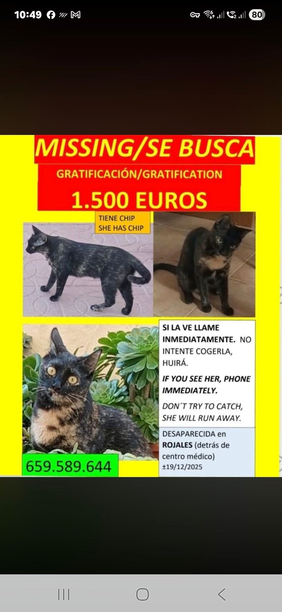 ifoundites's tweet image. 🚨 **Sin nombre ** — Perdido/a 🇪🇸
ifoundit.es/cat/52050f9f-1…

#כלב #חתול #אבוד #פרס_כספי #gato #perro #perdido #recompensa #dog #cat #lost #reward