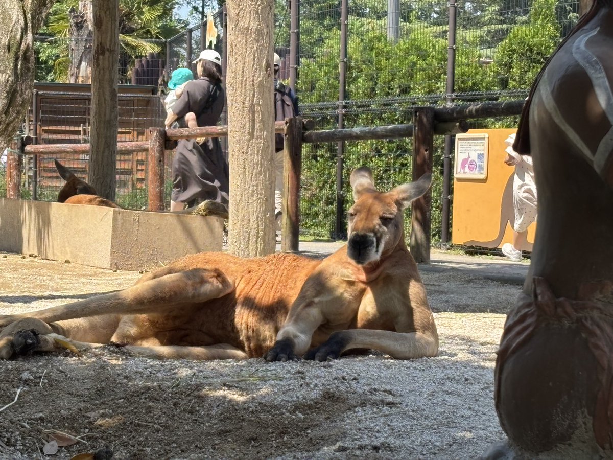riverlethe1's tweet photo. GW休暇を満喫中の次女、外出先の東武動物公園で撮った写真をラインで送って来た。ダラダラしてるカンガルーが羨ましい、との事。長女も以前、サファリパークのラクダの睫毛に嫉妬していたし。娘たちを人間に産んだかーちゃんの事、責めないで欲しいなぁ。 https://t.co/qccXYTo9yP