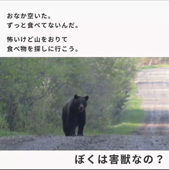 衝撃映像ちゃんねる tweet media