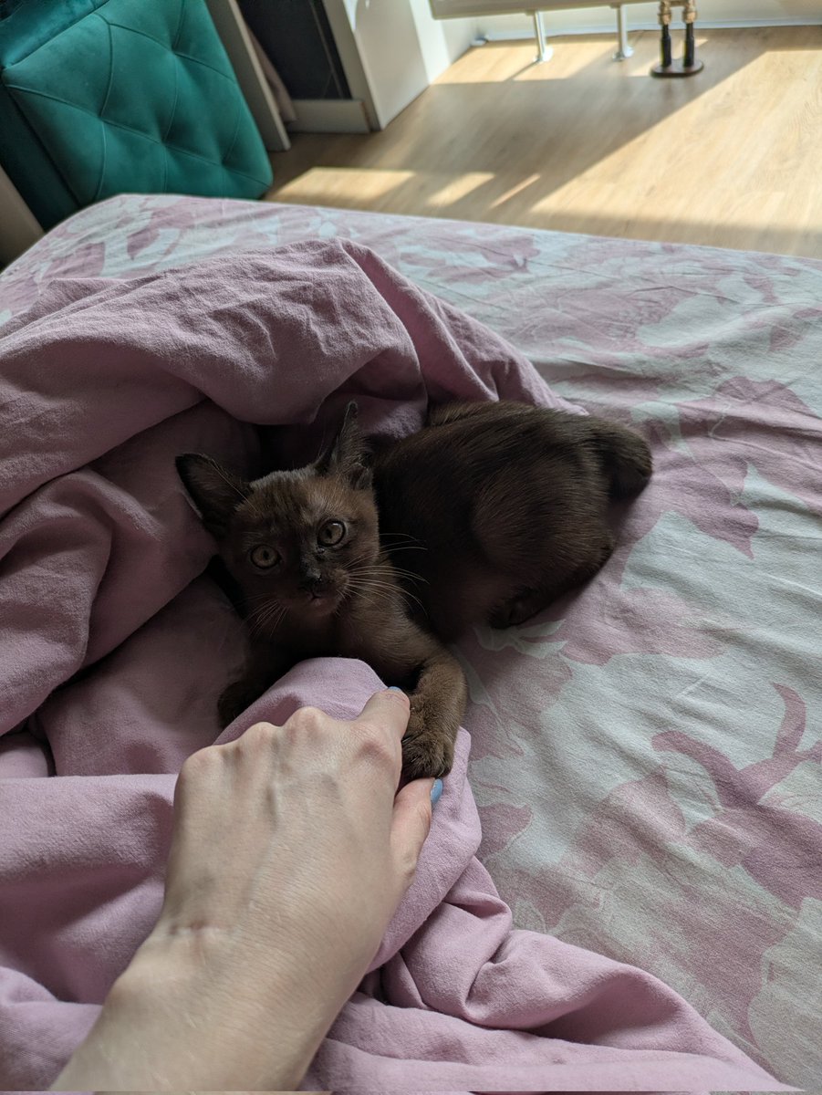 𝕰𝖎𝖙𝖎𝖑𝖙𝖊 | хомячок 🐹 tweet media