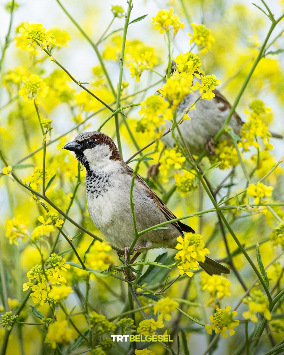 TRTBelgesel's tweet photo. 🐦 Bursa'nın sulak alanları, baharın gelişiyle birlikte göç yolundaki ve yerleşik çok sayıda kuşa ev sahipliği yapıyor. Bu alanların en önemli parçalarından biri olan sazlıklar, özellikle beslenme ve yuvalama dönemindeki türler için güvenli bir ortam sunuyor.
📸: Alper Tüydeş, AA https://t.co/smcihMprXr