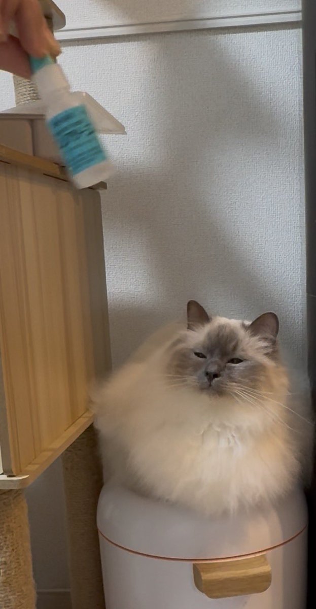 birmannomin's tweet photo. 目薬を見ると、目細くなるの可愛すぎる
 #猫 
 #猫のいる暮らし
 #cat
 #たぬき https://t.co/kbd0OvxhDF