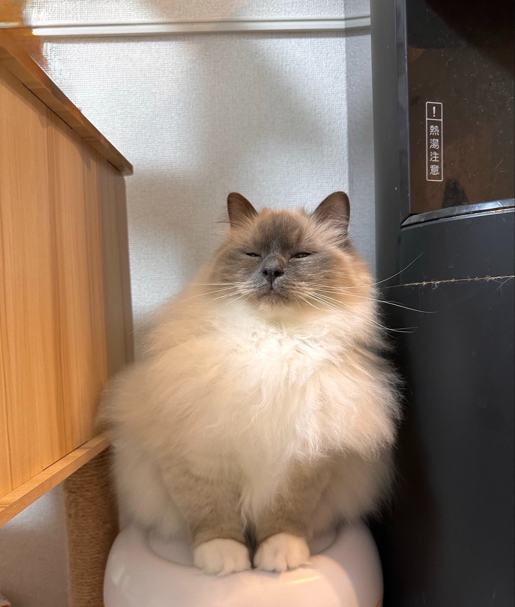 birmannomin's tweet photo. 目薬を見ると、目細くなるの可愛すぎる
 #猫 
 #猫のいる暮らし
 #cat
 #たぬき https://t.co/kbd0OvxhDF