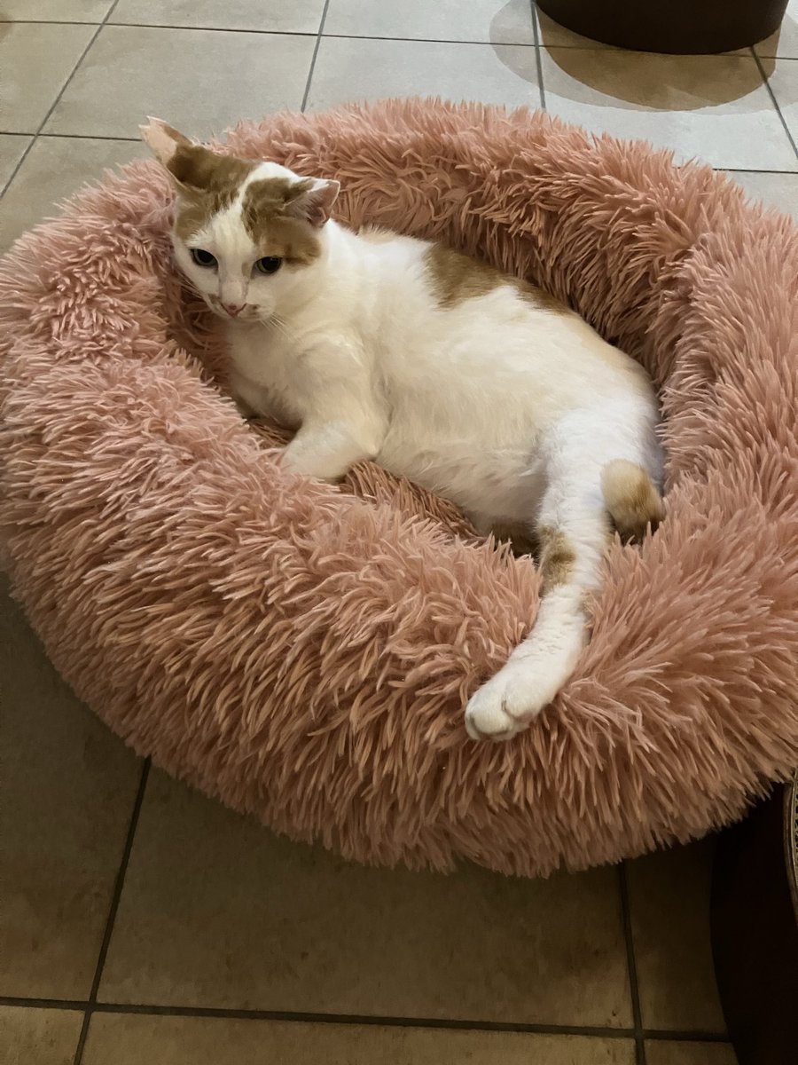 保護猫カフェ 猫の館ME◎人スタッフ tweet media