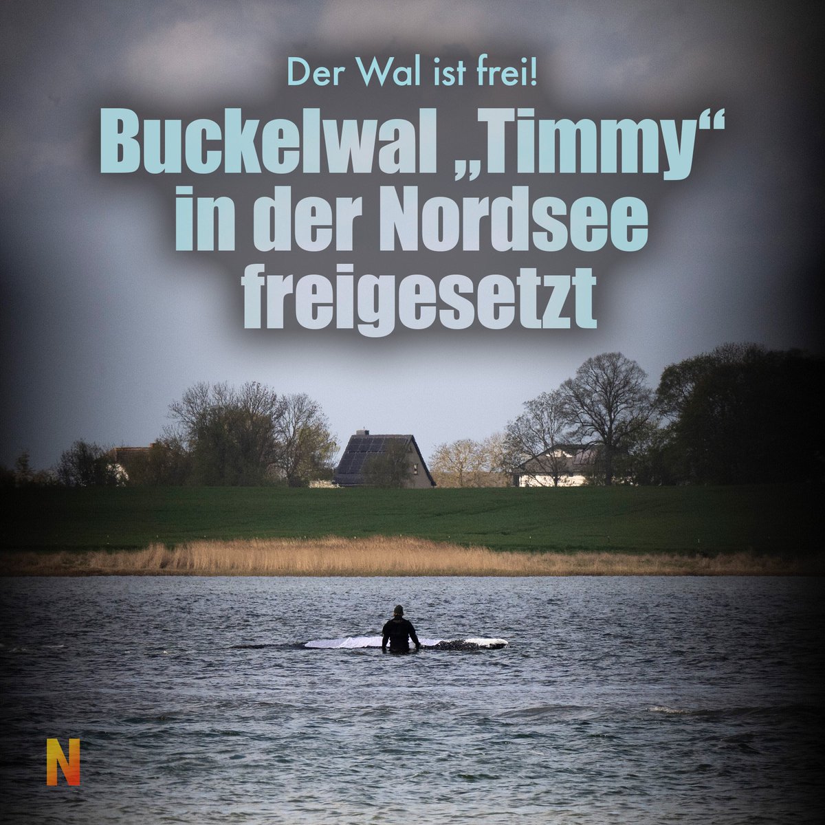 NIUS tweet media